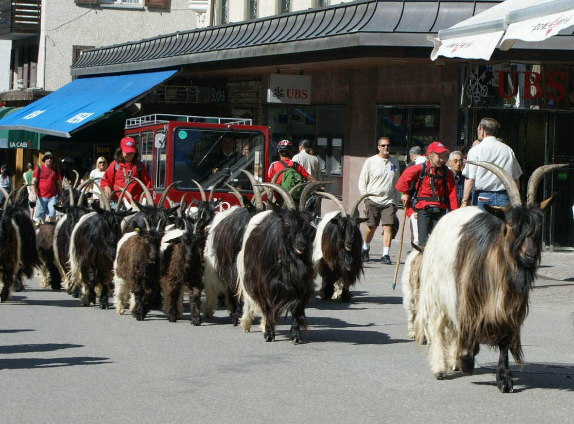 [Goats_Zermatt_2.jpg]