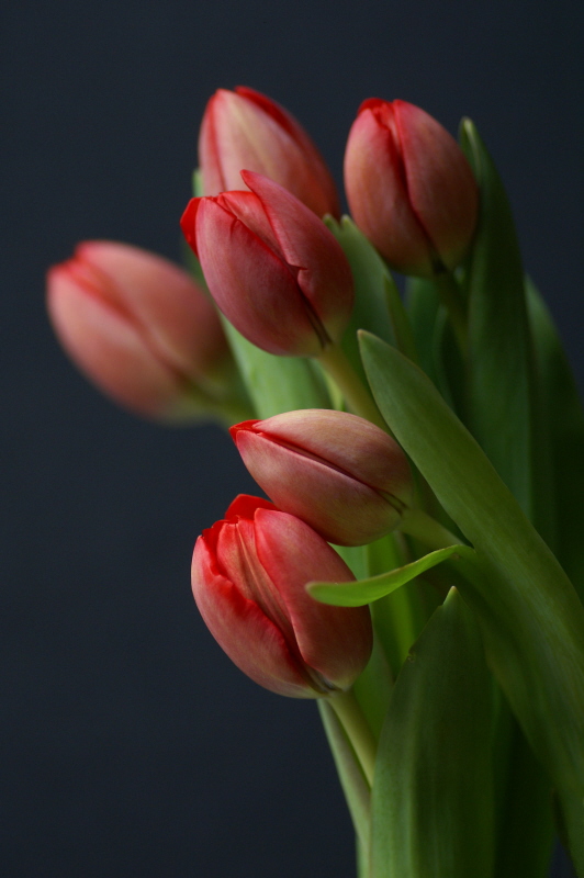 [042408+12red+tulips2.jpg]