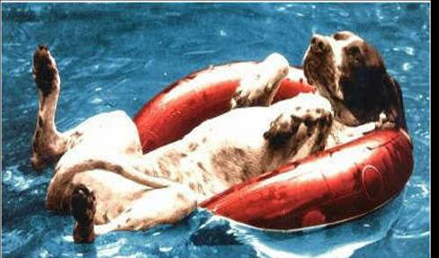 [summer+time+puppy+float.jpg]