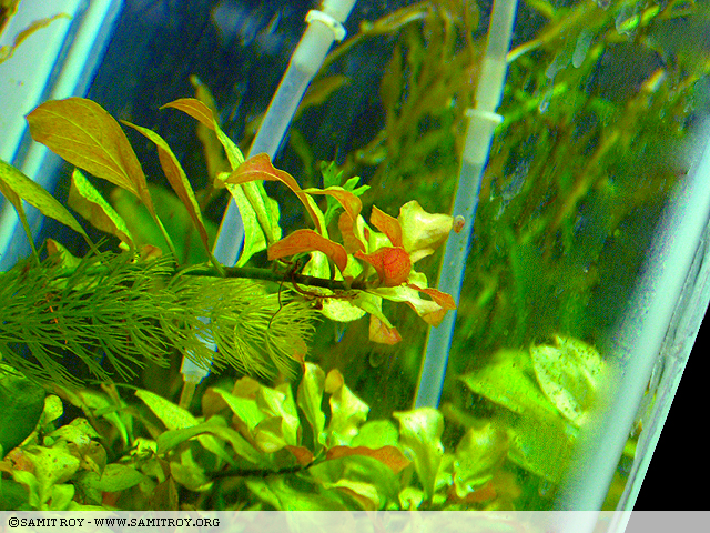 Ludwigia repens in Samit's Planted Aquarium
