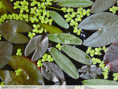 Top View Samit's Outdoor Tub - Floating Plants and Floaters of Submerged Plants
