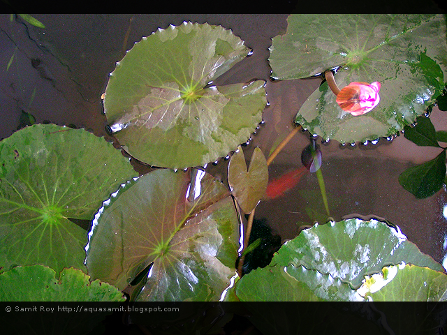 [flowering-red-lily02.jpg]