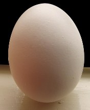 [huevo.jpg]
