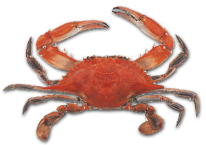 [Acne-Treatment-Crab.jpg]