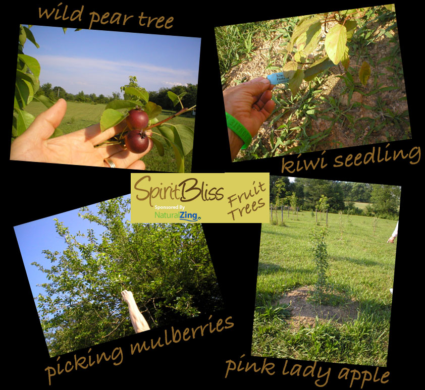 [Spirit+Bliss+Fruit+Trees.jpg]