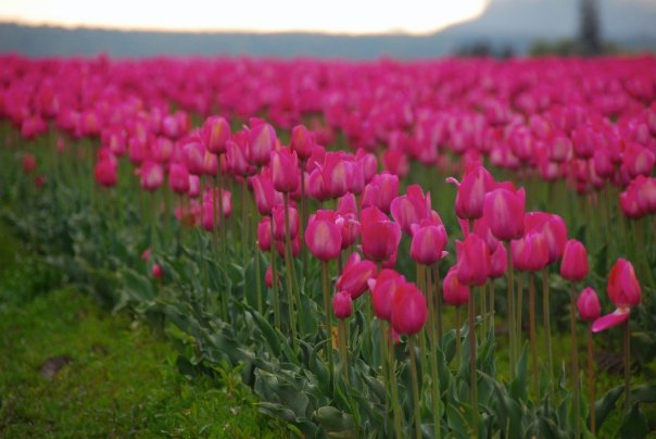 [pink+tulips.jpg]