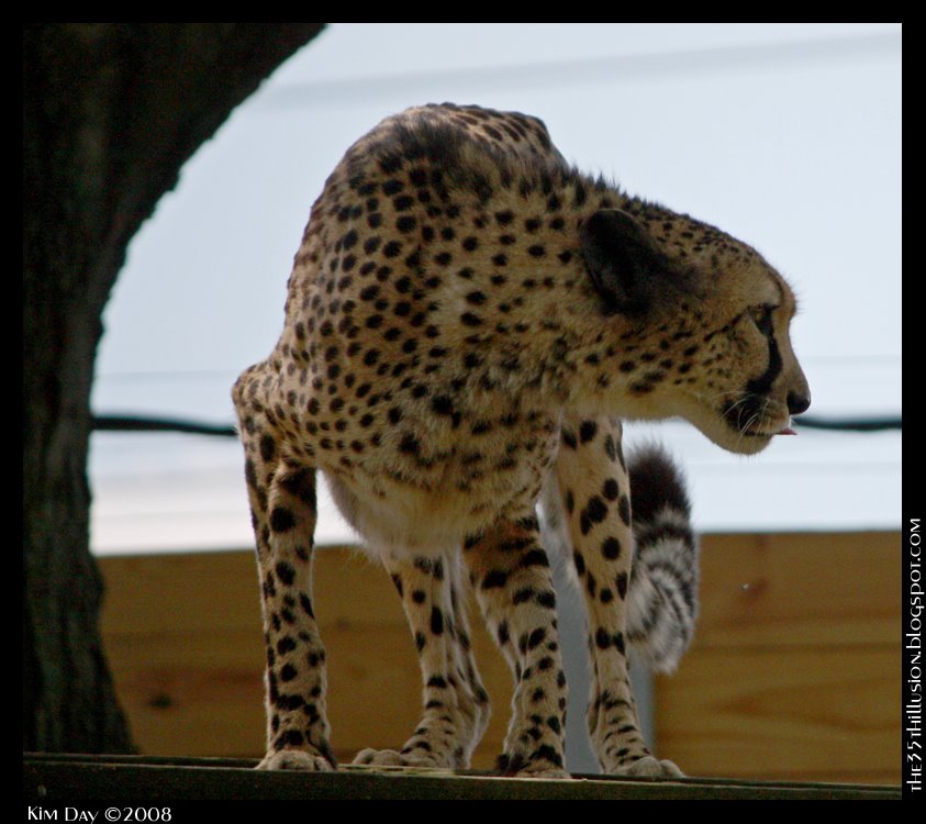 [cheetah+poised+to+pounce+border+sm.jpg]