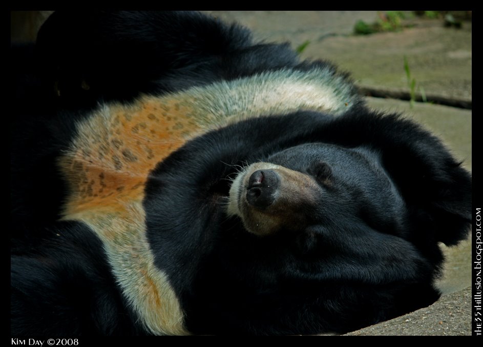 [sleeping+asiatic+bear+border+sm.jpg]
