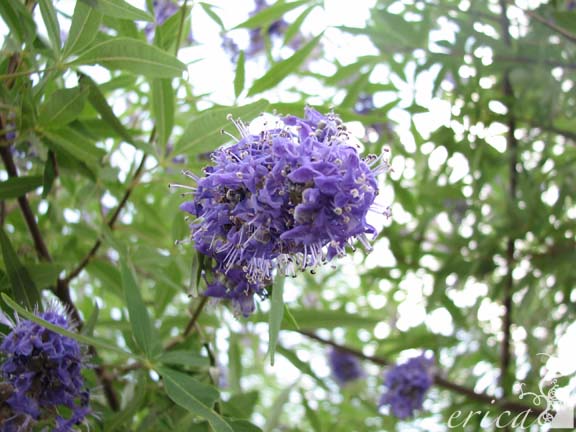 [Flower_purple.jpg]