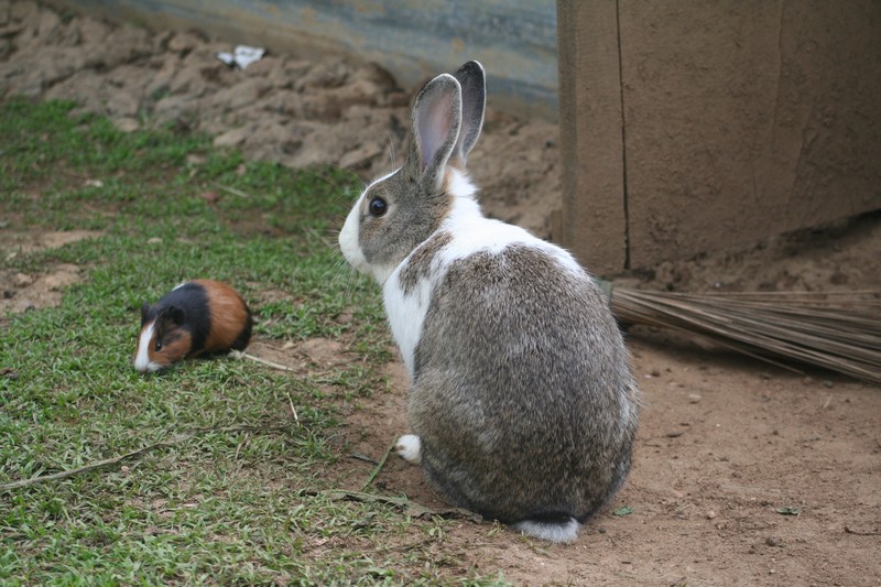[Rabbit+and+Guinea+Pig.jpg]