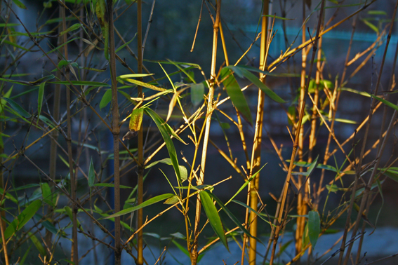 [bamboo+rid.jpg]