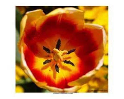 [flower-tulip.jpg]