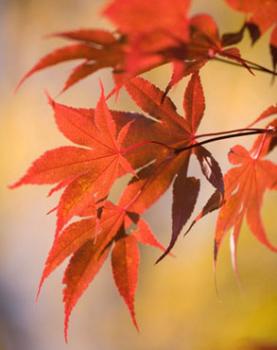 [autumn_leaves.jpg]