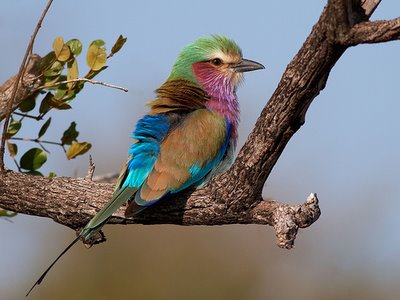 [bird..lilac-breasted+roller..S.Africa.jpg]