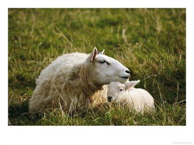 [Sheep-Ewe-Resting-Head-on-Lamb-Scotland-Photographic-Print-C12840595.jpg]