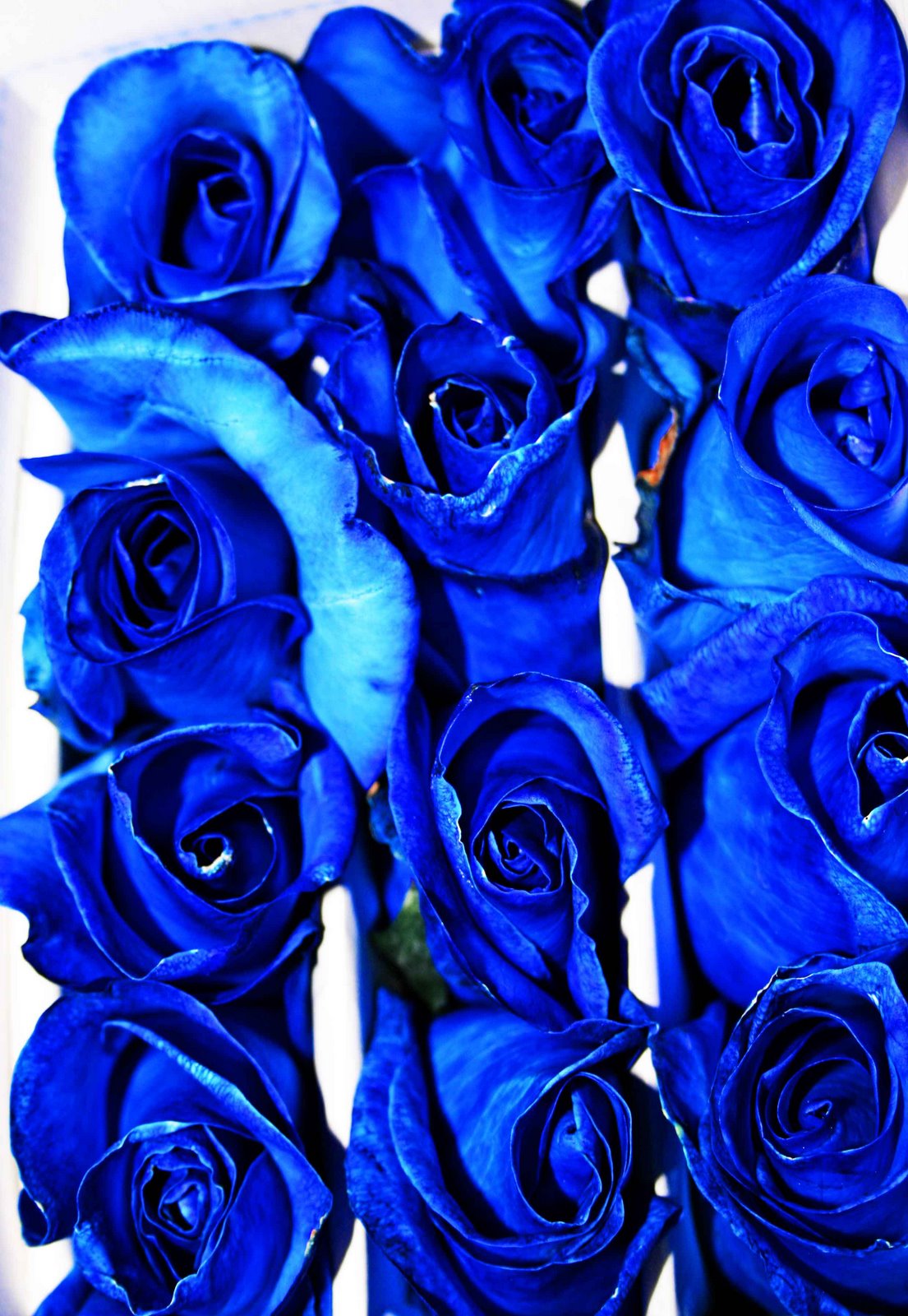 [blue+roses.jpg]