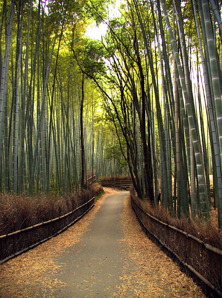 [bambu+japones.jpg]