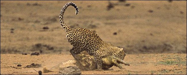 [Leopard_Croc_Fight_06.jpg]