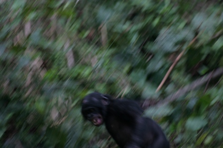[lr+bonobo+07+1.10+173.jpg]