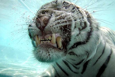 [swimming+smiling+tiger.jpg]