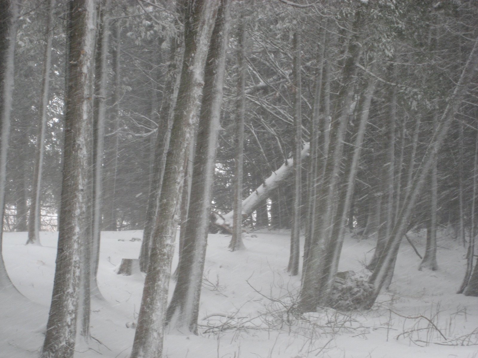 [Lakehouse+Snow+030.jpg]