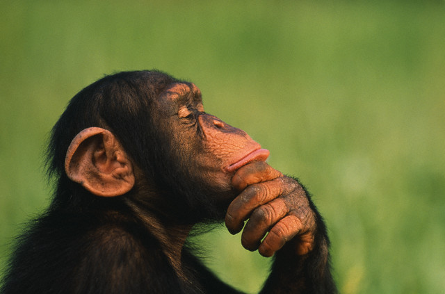 [chimp+thinking.jpg]