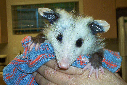 [Opossum.jpg]