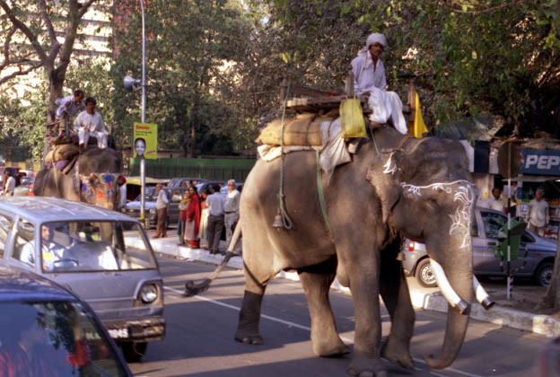 [delhi_elephant.jpg]
