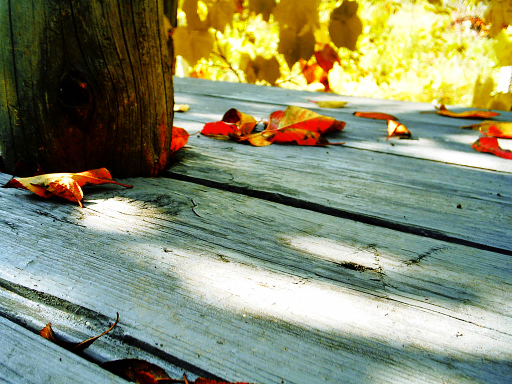 [Autumn_by_hermiz.jpg]