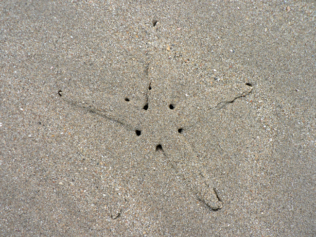 [Starfish+sand.jpg]