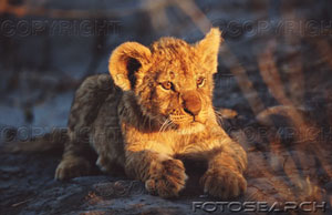 [leao-filhote-panthera-leo-campo-por-do-sol-~-200215554-001.jpg]