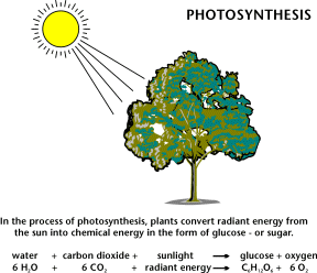 [photosynthesis1.gif]