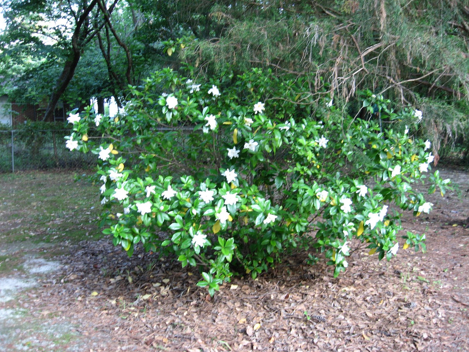 [Gardenia+Bush.JPG]