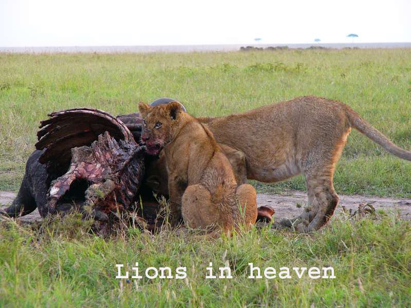 [lions+eatingjpg+copy.jpg]