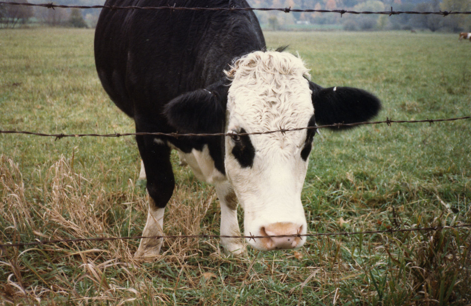 [Bainbridge+Cows+5013.jpg]