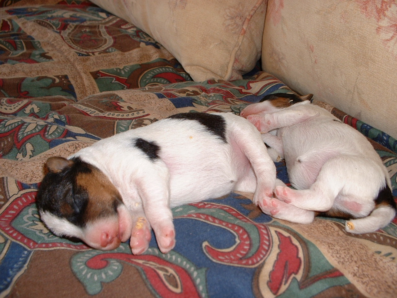 [Lily+&+Daisy--Molly+puppies-2wks+002.jpg]