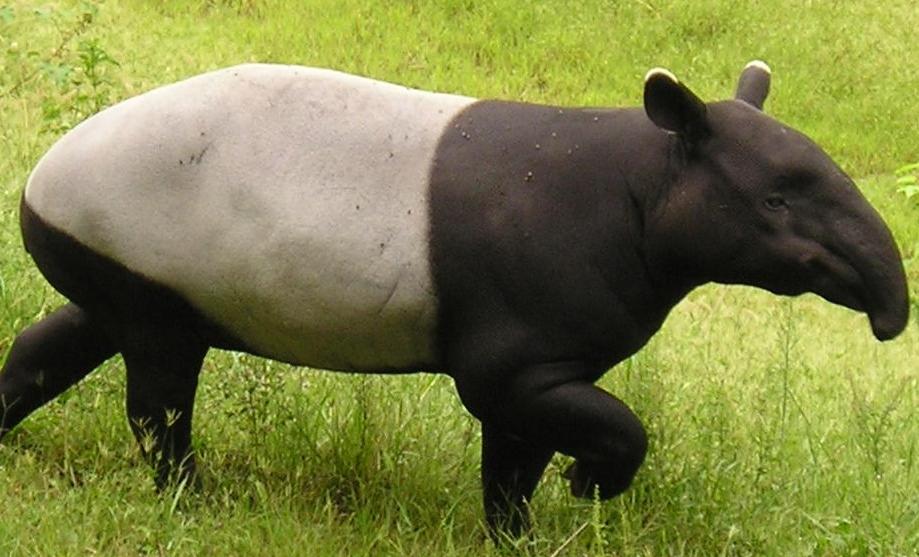 [tapir-1.jpg]