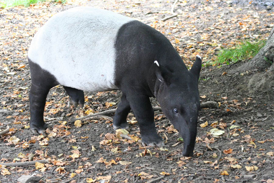 [tapir_1.jpg]