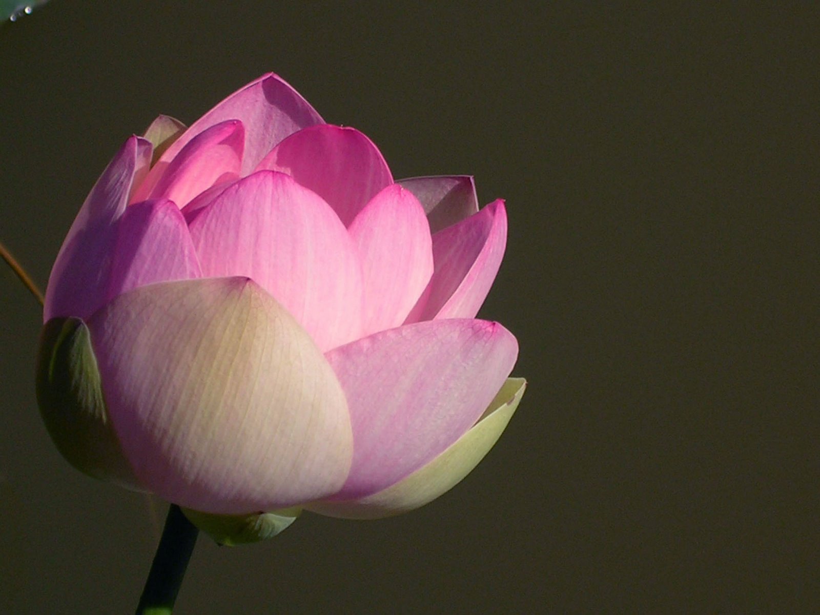 [New+Pink+Lotus+.jpg]