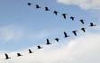 [Birds+flying+in+formation.jpg]