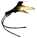 [hummingbird.gif]