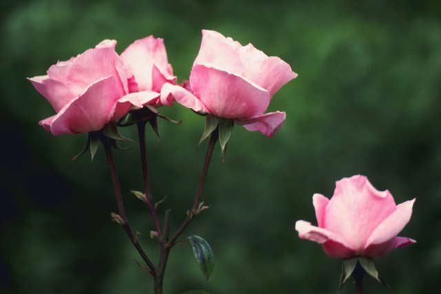[Pretty+Pink+Roses.jpeg]