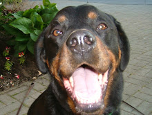 Support For Rottweilers in Need