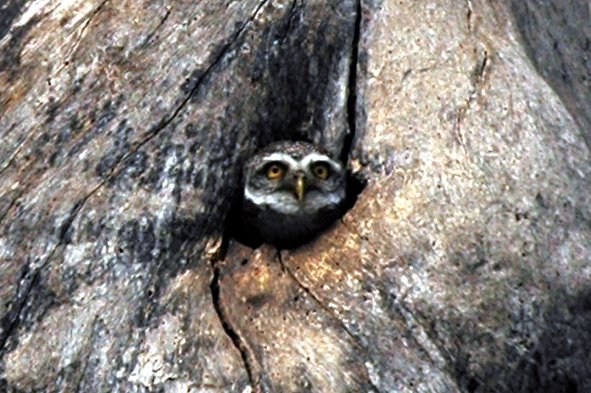 [Spotted+owlet.jpg]
