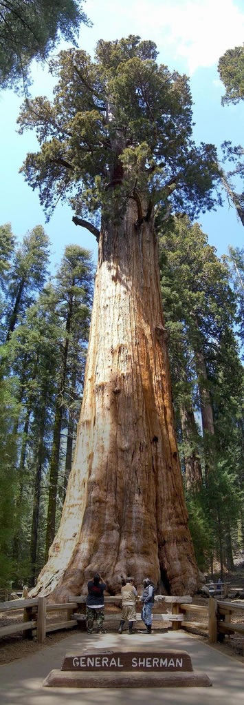 [08general-sherman-sequoia.jpg]