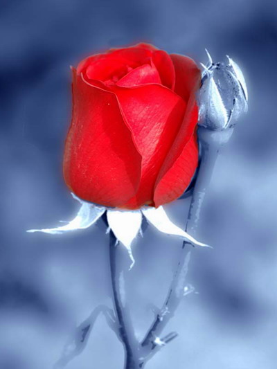 [36722-red-rose-picture.jpg]