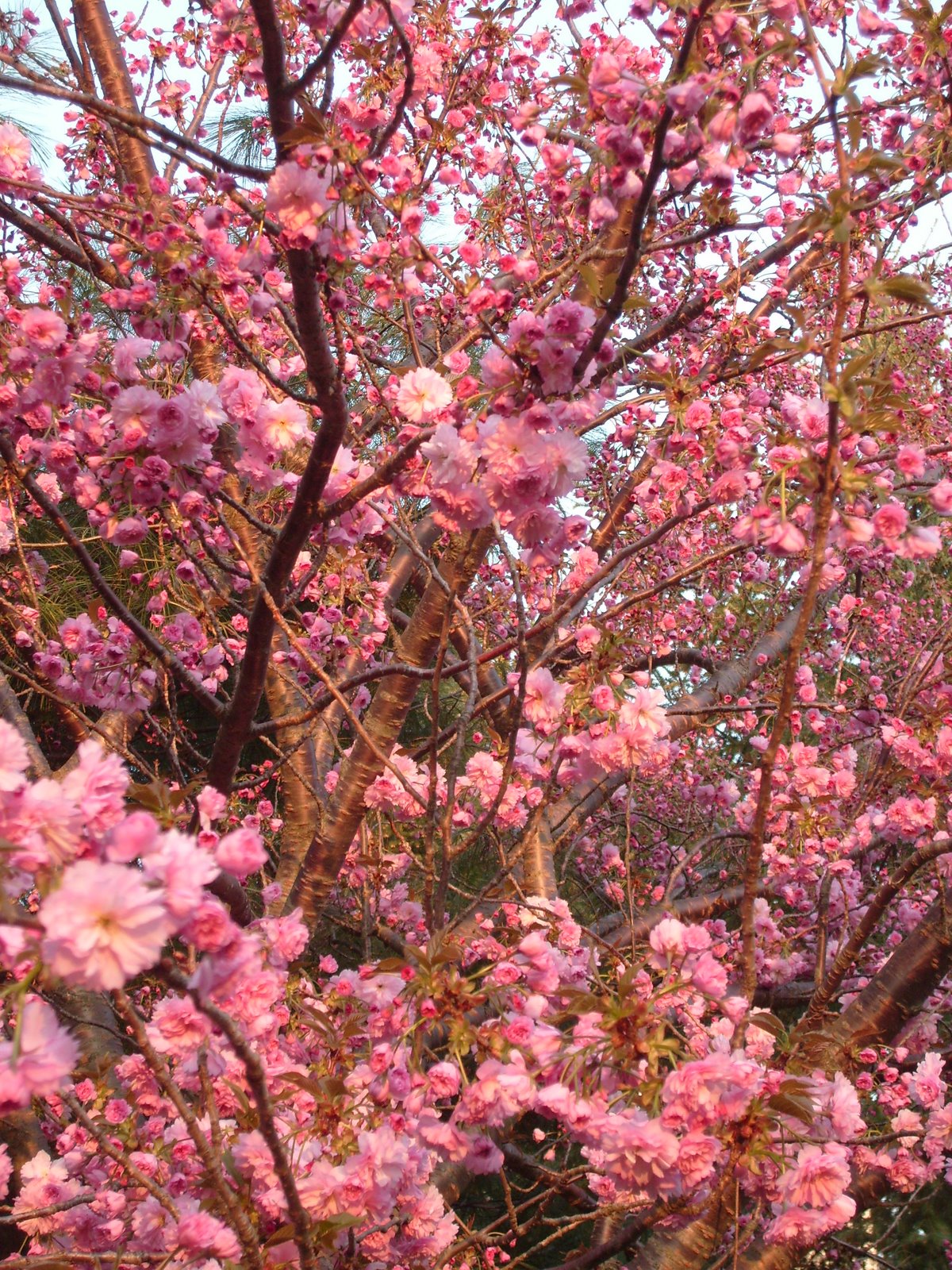 [CHRISTIAN+MONTONE+electric+pink+tree+24+april+2008.JPG]