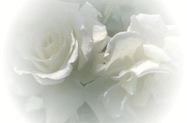 amo rosas brancas