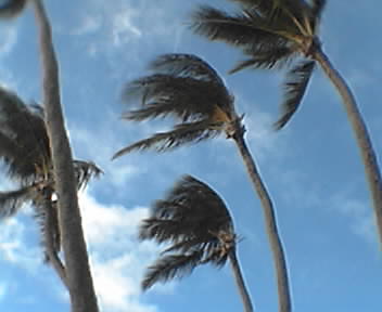 [Windy+Palms.jpg]