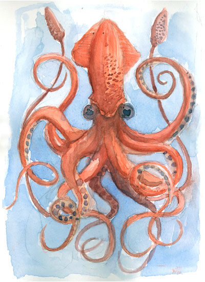 [giant-squid.jpg]